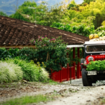 jeep willys cargado de café en el eje cafetero de Colombia rodeado de montañas y vegetación
